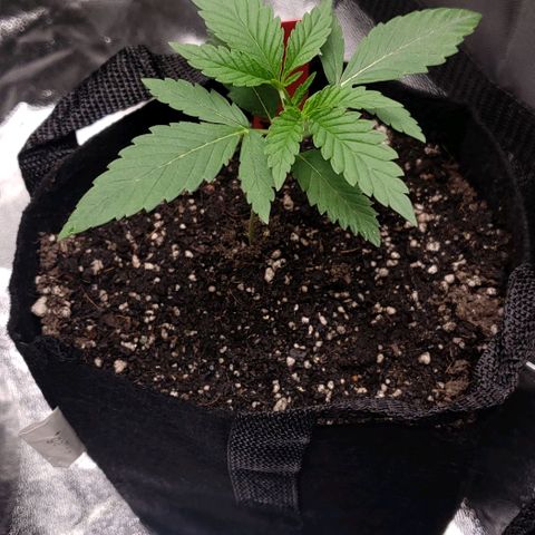 Samarian Sunset growlog timeline photo
