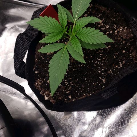 Samarian Sunset growlog timeline photo
