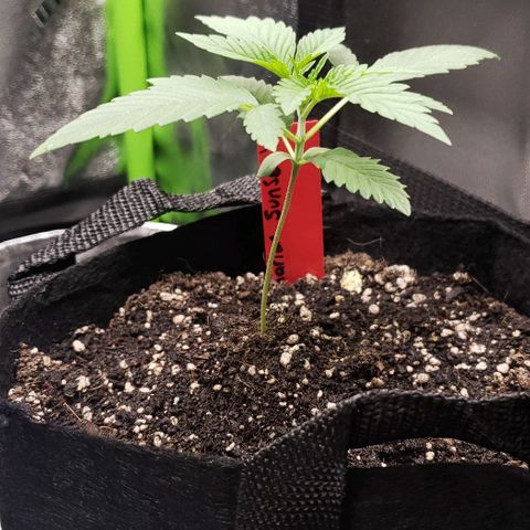 Samarian Sunset growlog timeline photo