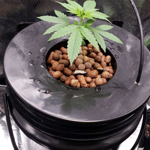 Guineo growlog timeline photo
