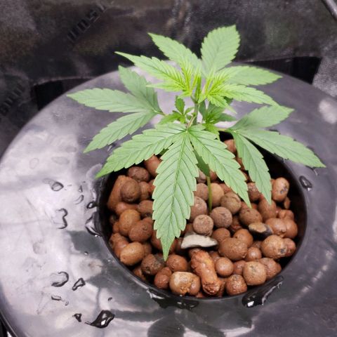 Guineo growlog timeline photo