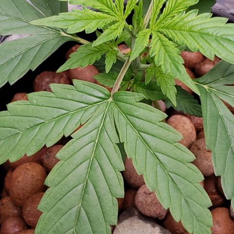 Guineo growlog timeline photo