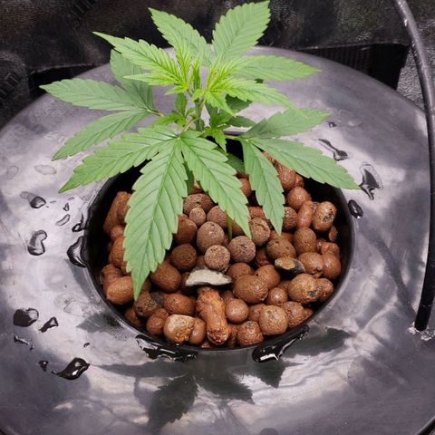 Guineo growlog timeline photo