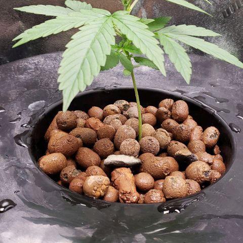 Guineo growlog timeline photo