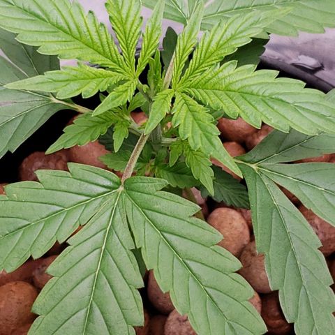 Guineo growlog timeline photo