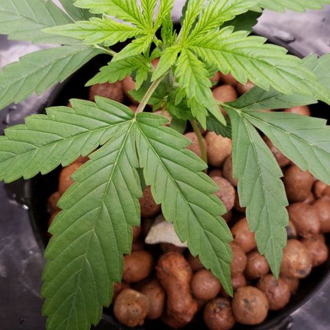 Guineo growlog timeline photo