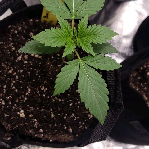 Angelito growlog timeline photo