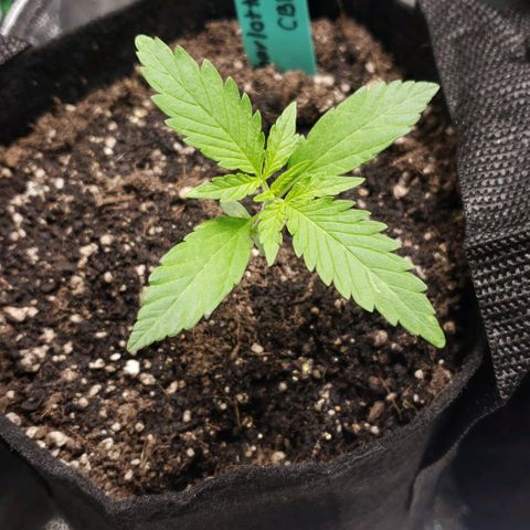 Angelito growlog timeline photo