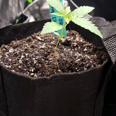 Angelito growlog timeline photo