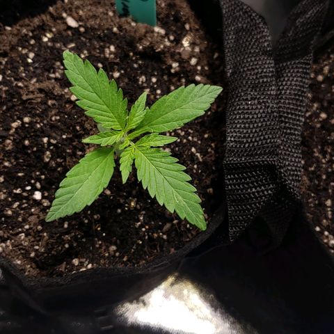 Angelito growlog timeline photo