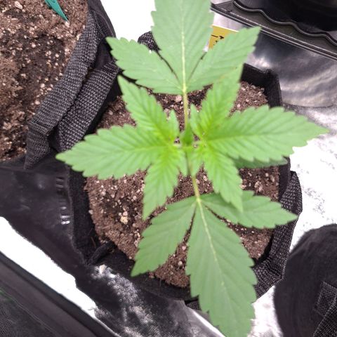 Patacon growlog timeline photo