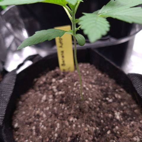 Patacon growlog timeline photo