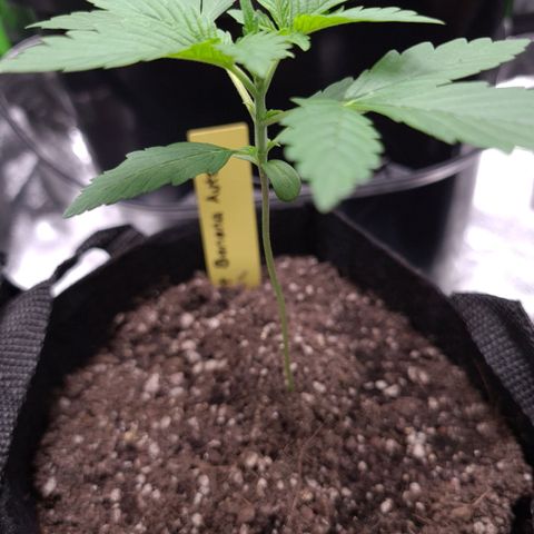 Patacon growlog timeline photo