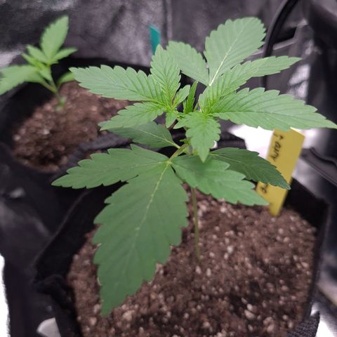Patacon growlog timeline photo