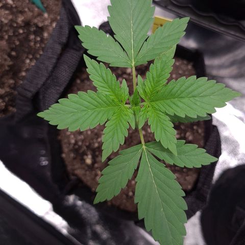 Patacon growlog timeline photo
