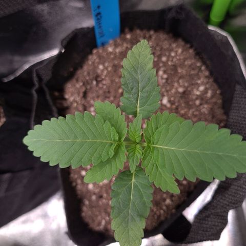 Peyote growlog timeline photo