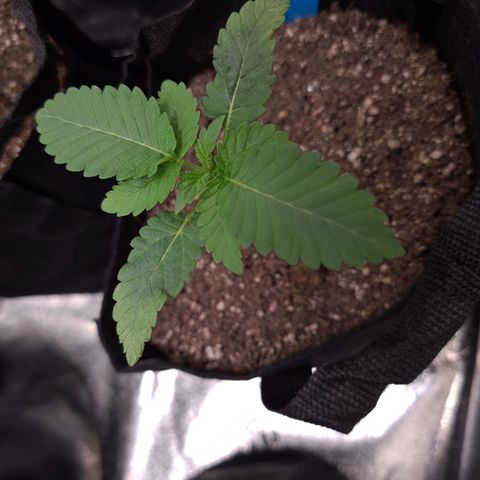 Peyote growlog timeline photo