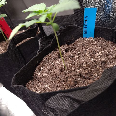 Peyote growlog timeline photo