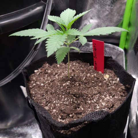 Samarian Sunset growlog timeline photo