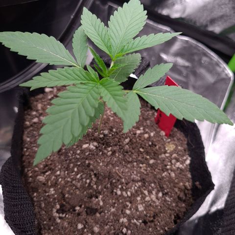 Samarian Sunset growlog timeline photo