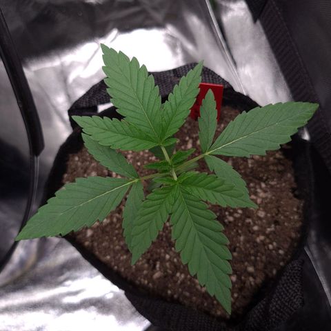 Samarian Sunset growlog timeline photo