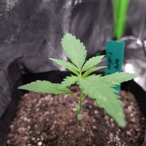 Angelito growlog timeline photo