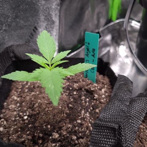 Angelito growlog timeline photo