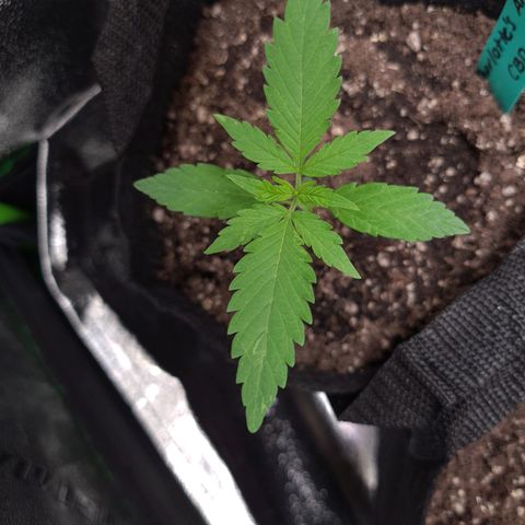 Angelito growlog timeline photo