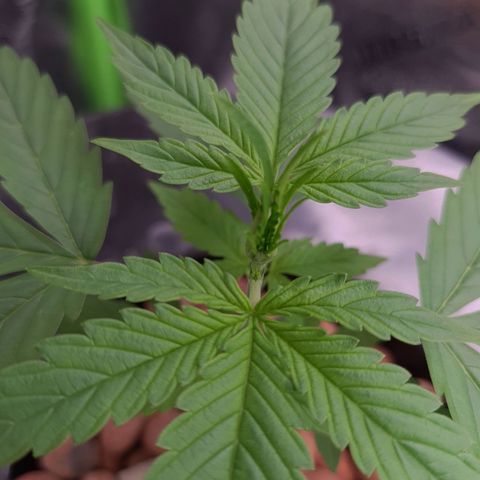 Guineo growlog timeline photo