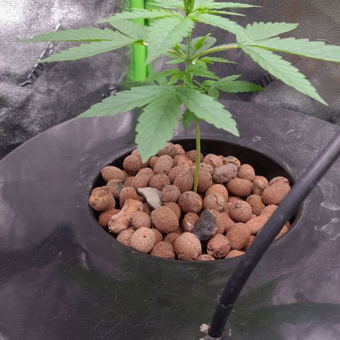 Guineo growlog timeline photo