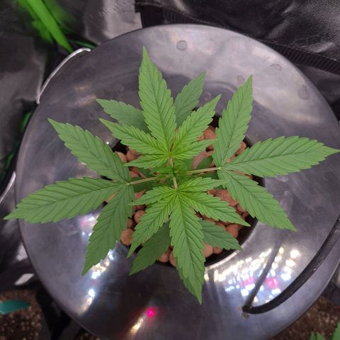 Guineo growlog timeline photo