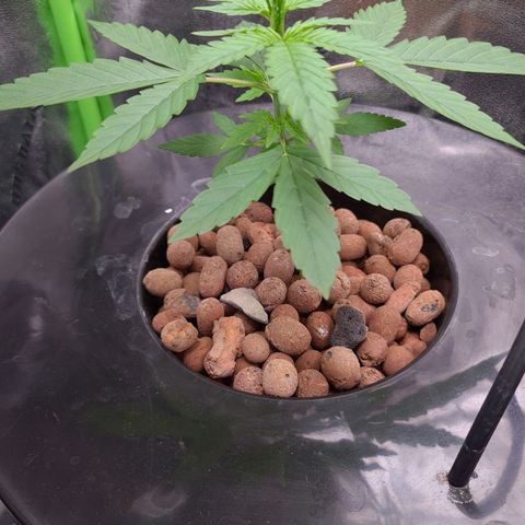 Guineo growlog timeline photo