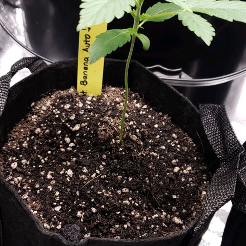 Patacon growlog timeline photo
