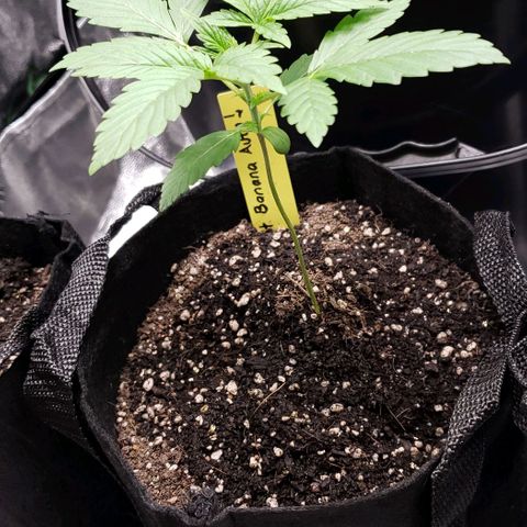 Patacon growlog timeline photo