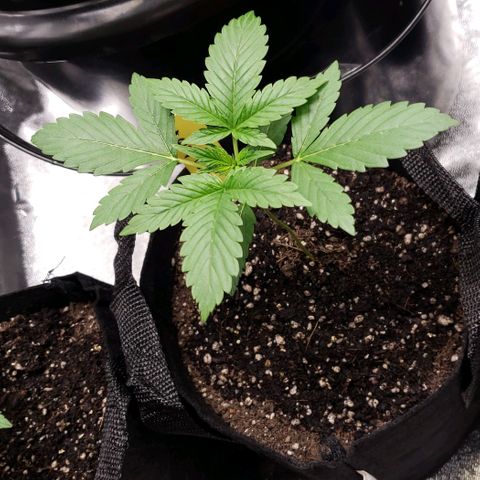 Patacon growlog timeline photo