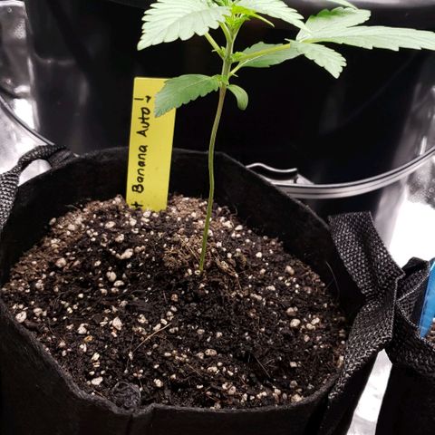 Patacon growlog timeline photo