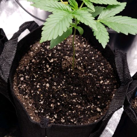 Patacon growlog timeline photo