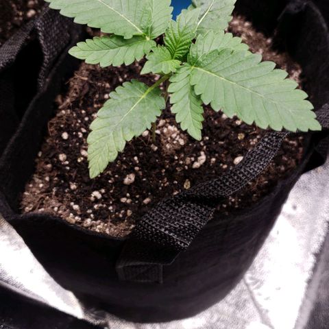 Peyote growlog timeline photo