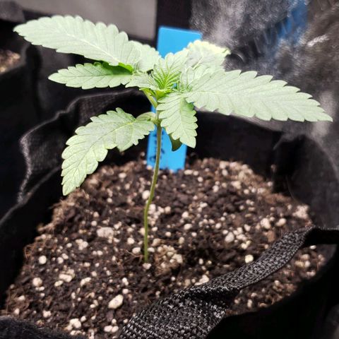 Peyote growlog timeline photo