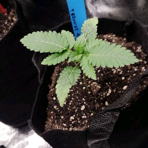 Peyote growlog timeline photo