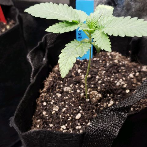 Peyote growlog timeline photo