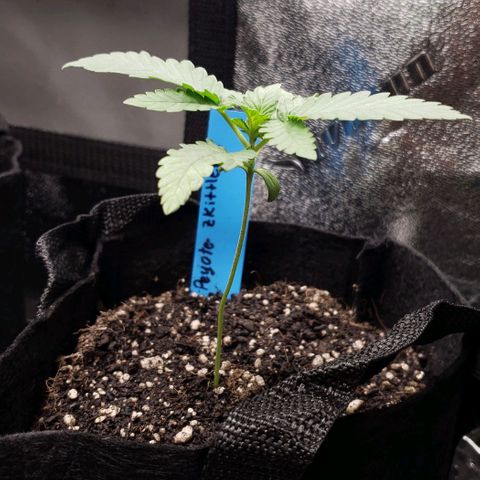 Peyote growlog timeline photo
