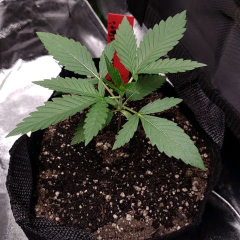 Samarian Sunset growlog timeline photo