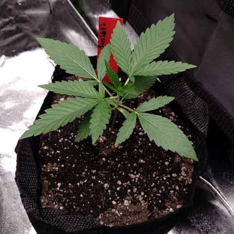 Samarian Sunset growlog timeline photo