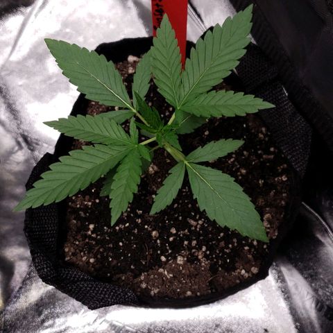 Samarian Sunset growlog timeline photo