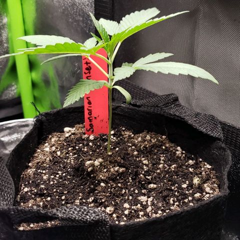 Samarian Sunset growlog timeline photo