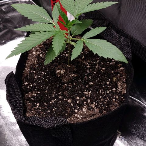 Samarian Sunset growlog timeline photo