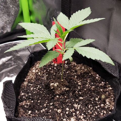 Samarian Sunset growlog timeline photo