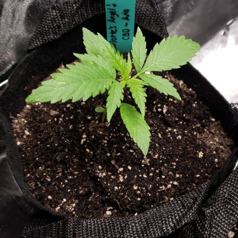 Angelito growlog timeline photo