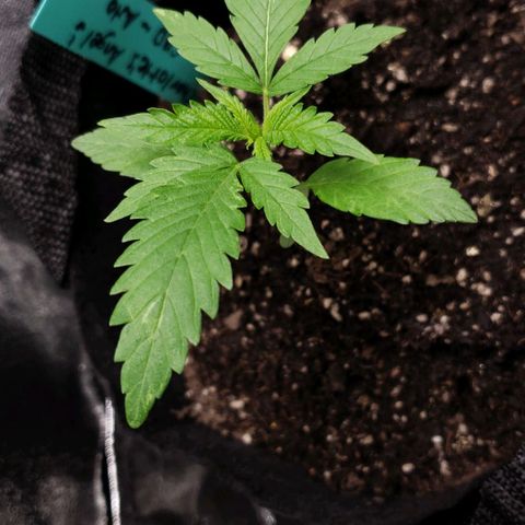 Angelito growlog timeline photo